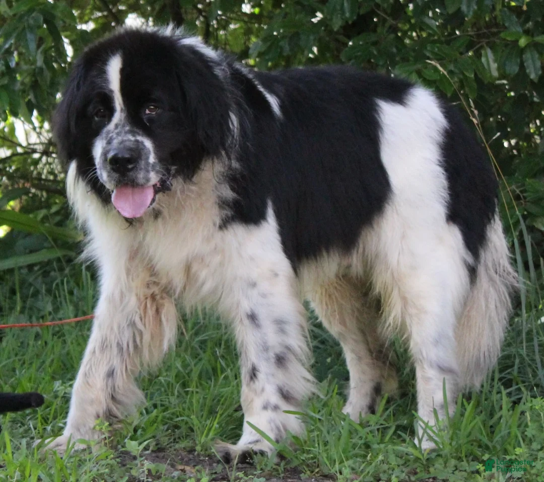 Newfoundland dogs for sale: Lucy  - Ad 4