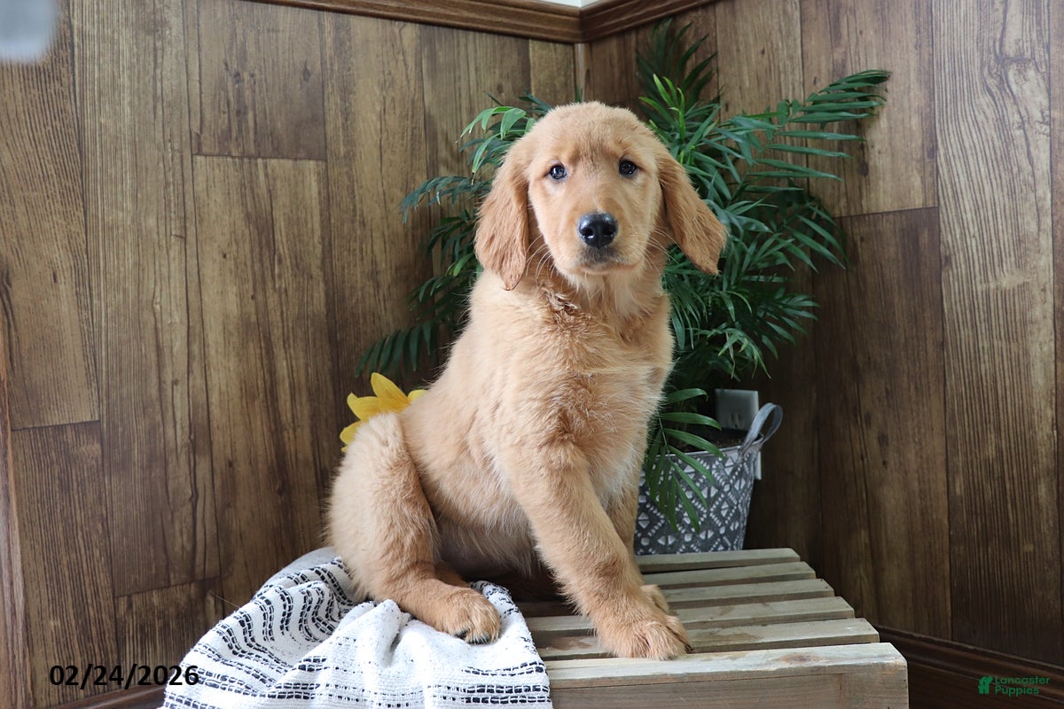 Golden Retriever dogs Lacey - Ad 1