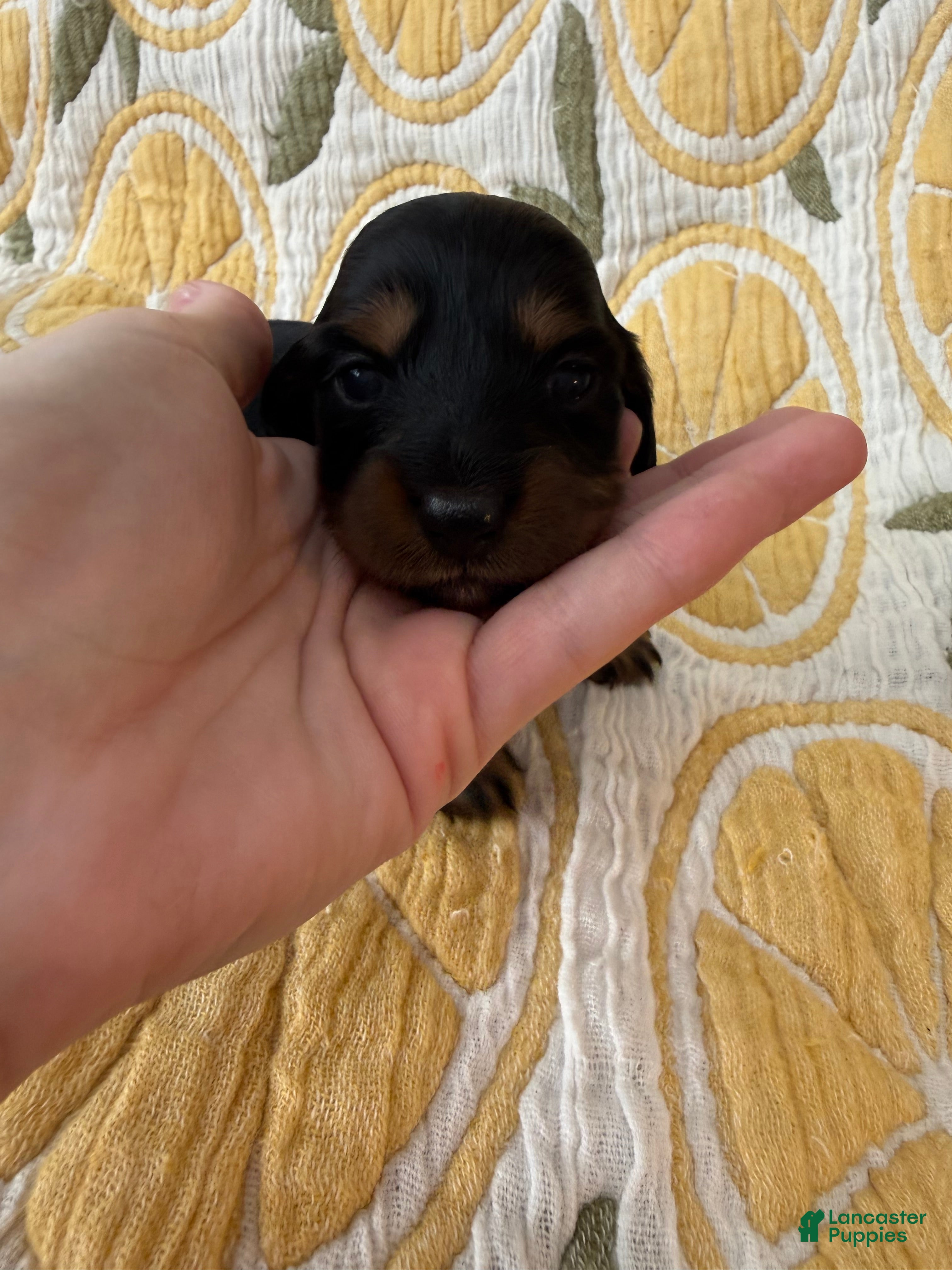 Miniature Dachshund dogs for sale: Daisy - Ad 3