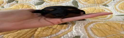 Miniature Dachshund dogs for sale: Daisy - Ad 1