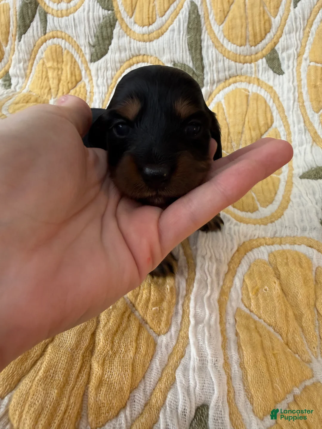 Miniature Dachshund dogs for sale: Daisy - Ad 1