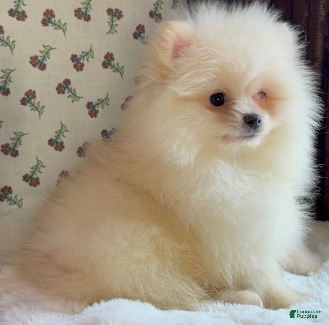 Pomeranian dogs for sale: Pomeranian Puppy Donald - Ad 2