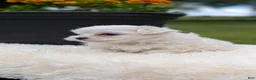 Maltese dogs for sale: Macy - Ad 5