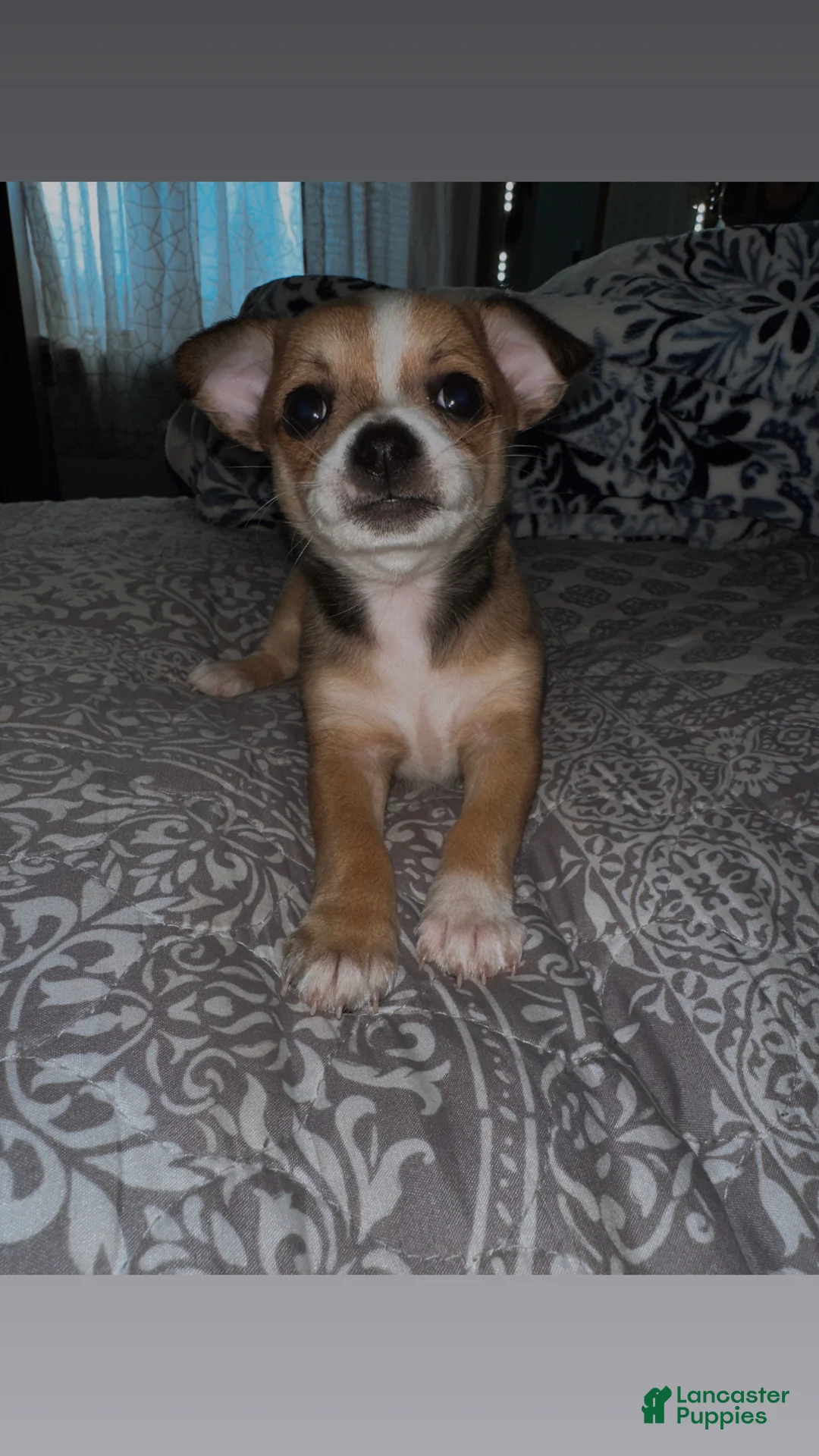 Chihuahua dogs for sale: Batova  - Ad 4