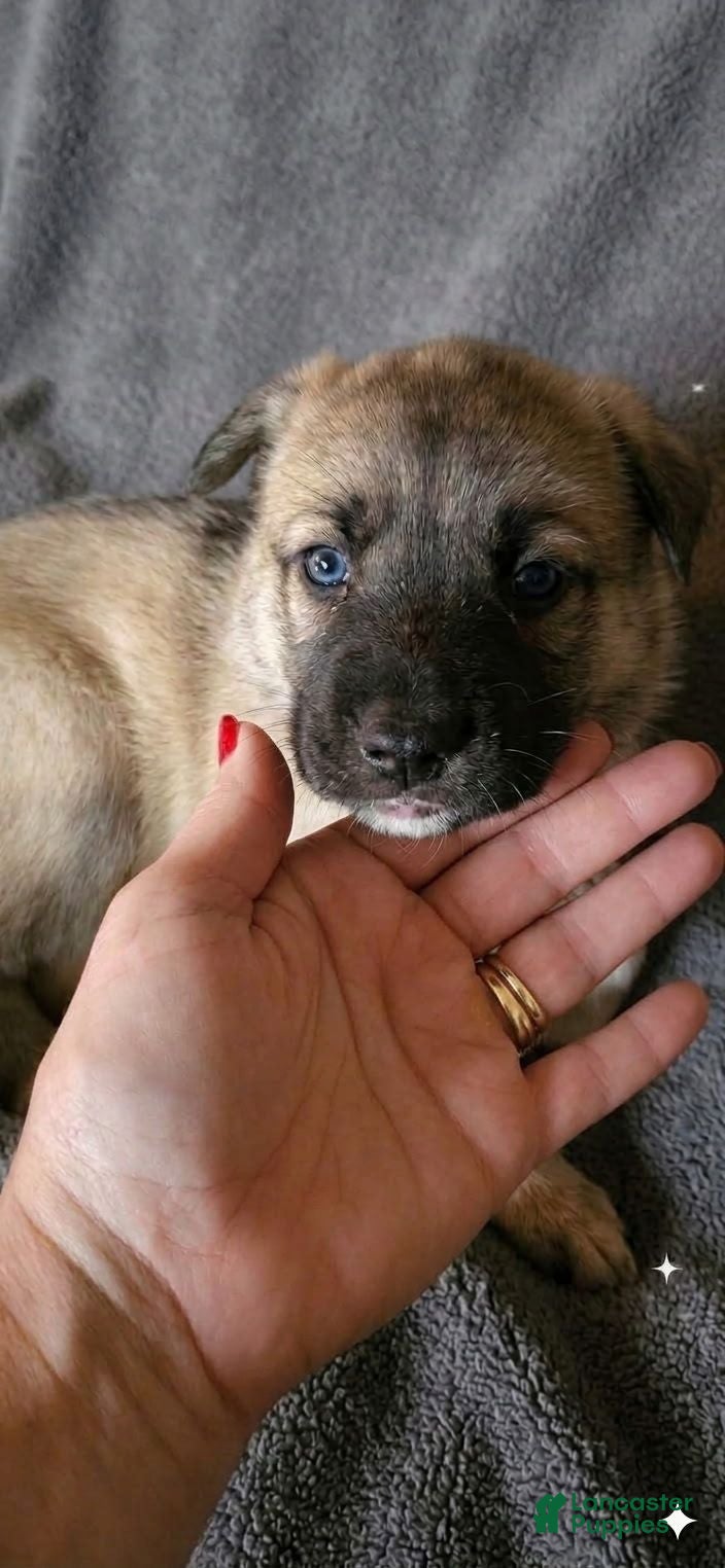 Gerberian Shepsky dogs Gerberian Shepsky 6 - Ad 2