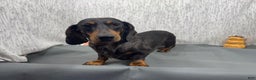 Miniature Dachshund dogs for sale: Miniature Dachshund Puppy 1 - Ad 8