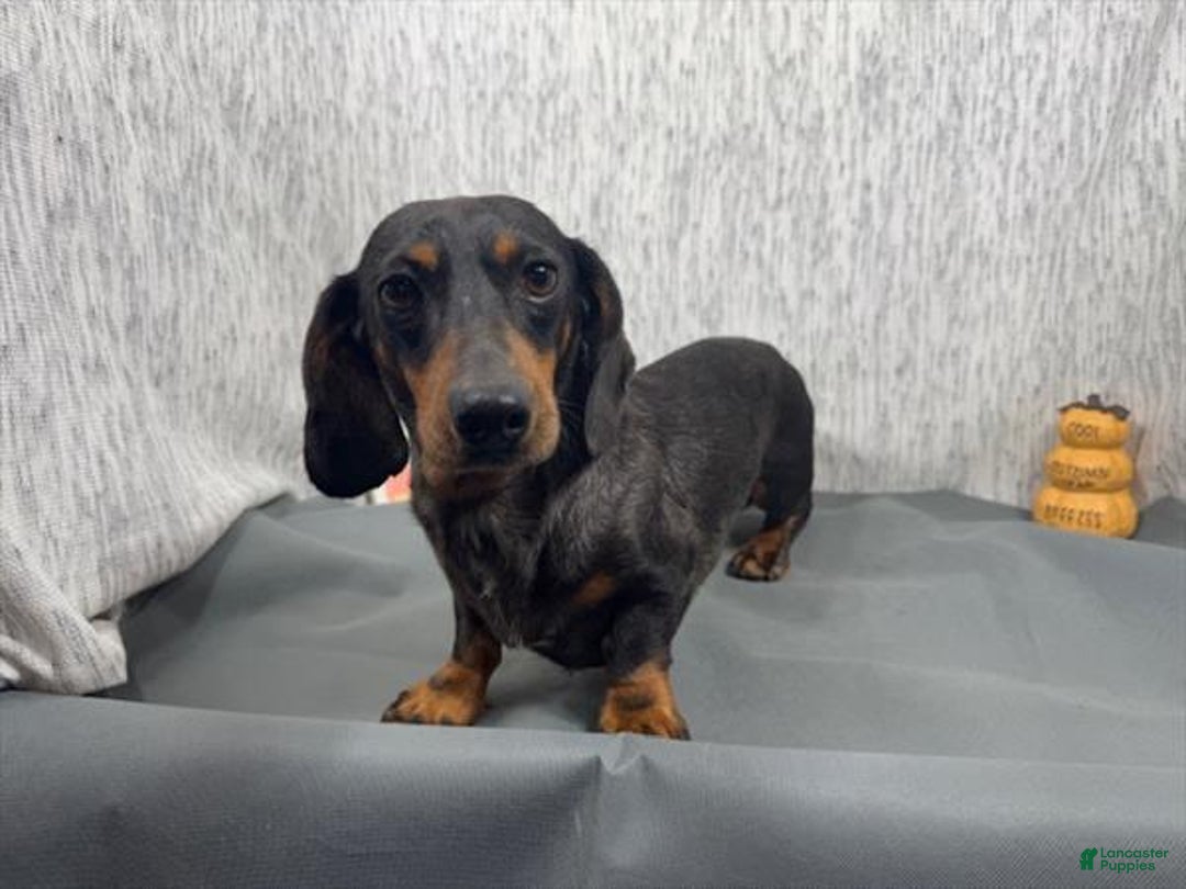Miniature Dachshund dogs for sale: Miniature Dachshund Puppy 1 - Ad 8