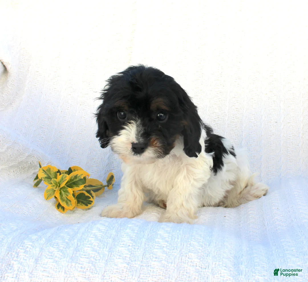 Cavapoo dogs for sale: Lila - Ad 7