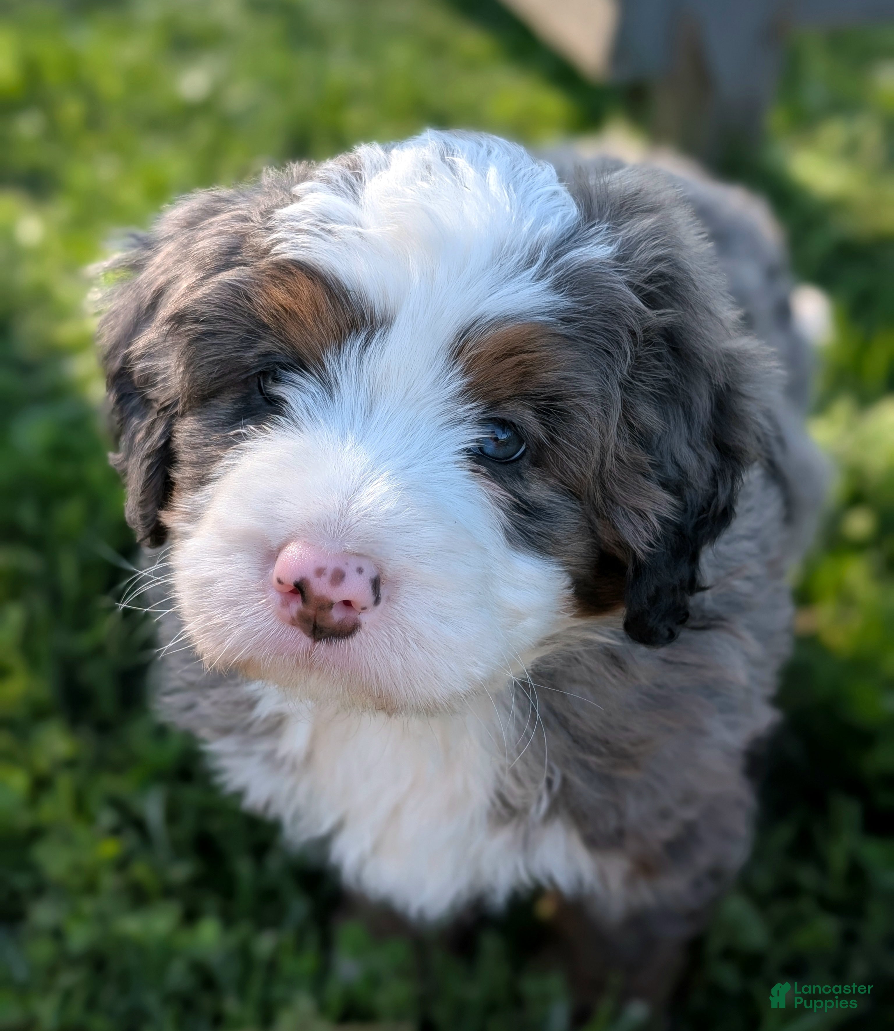 Bernedoodle dogs for sale: Spencer - Ad 4