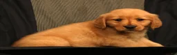 Golden Retriever dogs for sale: Amber - Ad 7