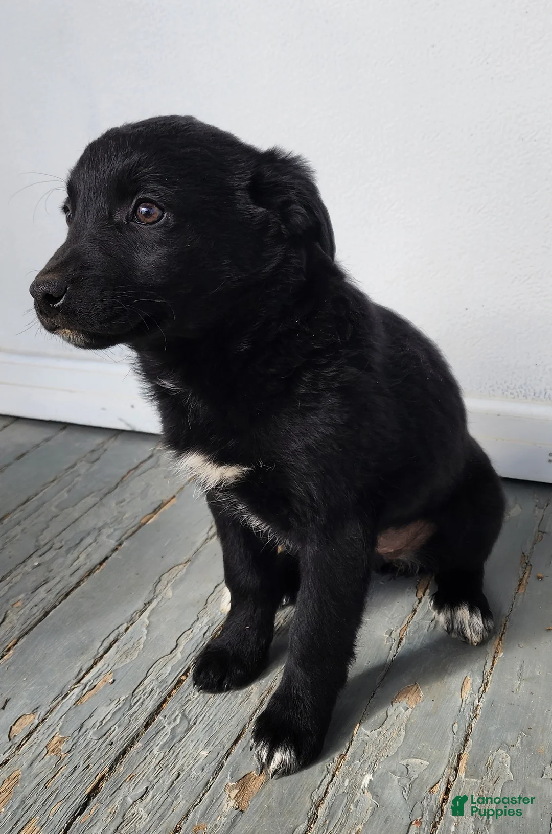 Mixed Breed dogs for sale: Mixed Breed Puppy 4 - Ad 3