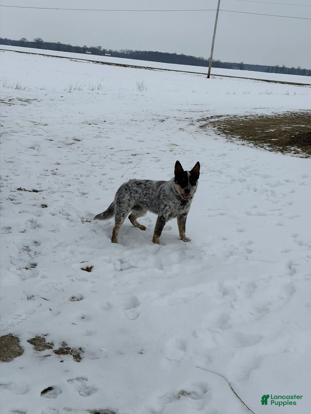 Australian Cattle Dog dogs for sale: Bandit - Ad 2