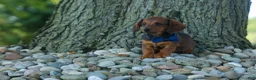 Miniature Dachshund dogs for sale: Hunter 💙🐾 - Ad 3