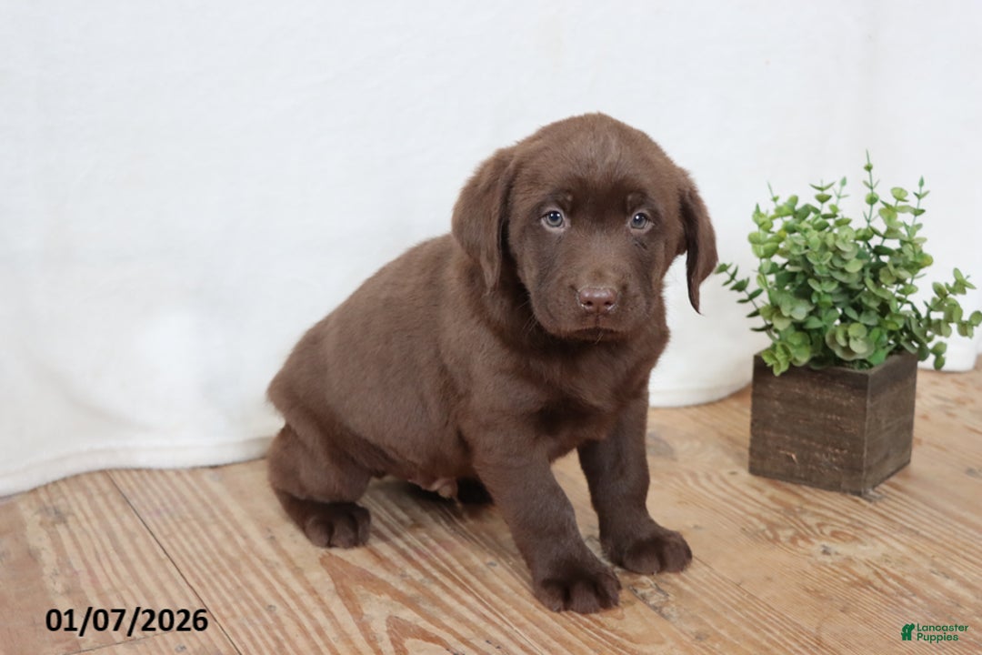 Labrador Retriever dogs for sale: Fiddles - Ad 1