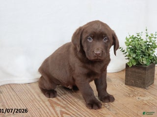 Labrador Retriever dogs Fiddles - Ad 35