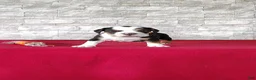 Beabull dogs for sale: Rowan - Ad 2