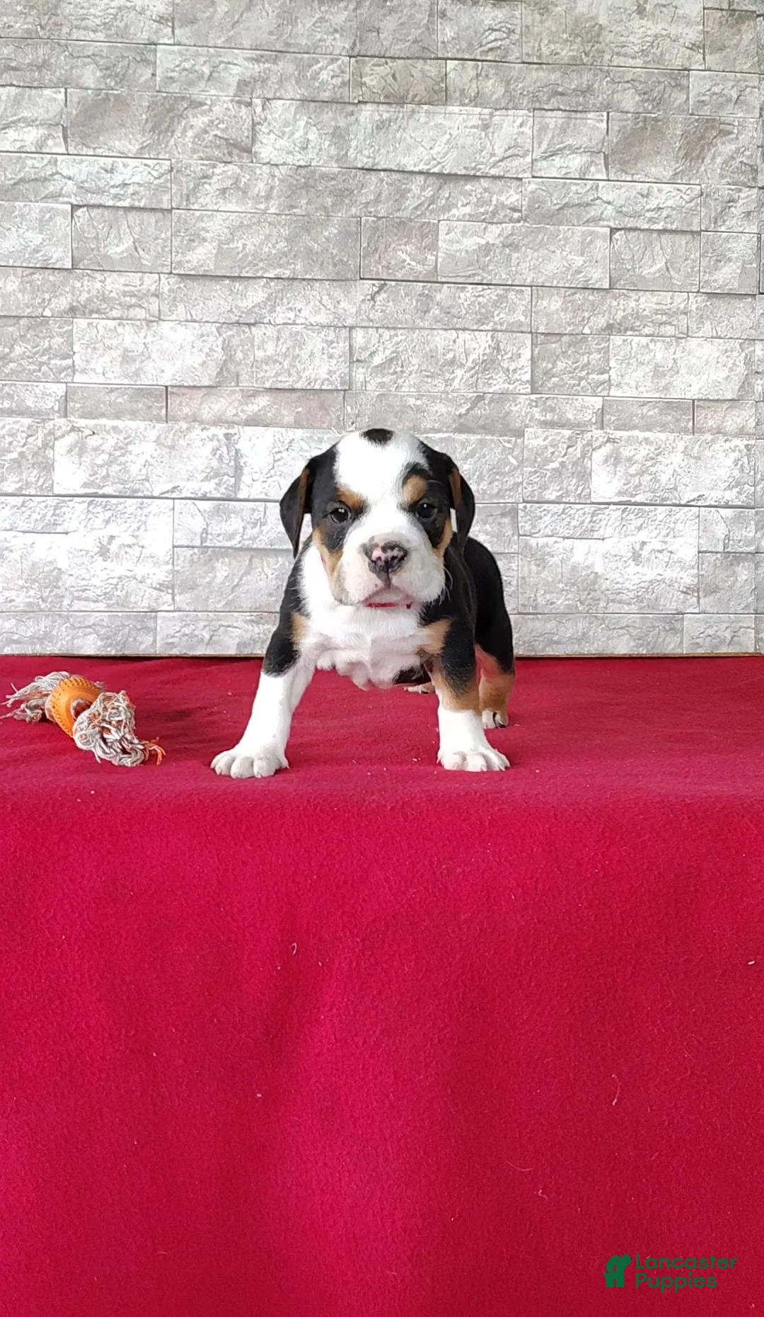 Beabull dogs for sale: Rowan - Ad 2