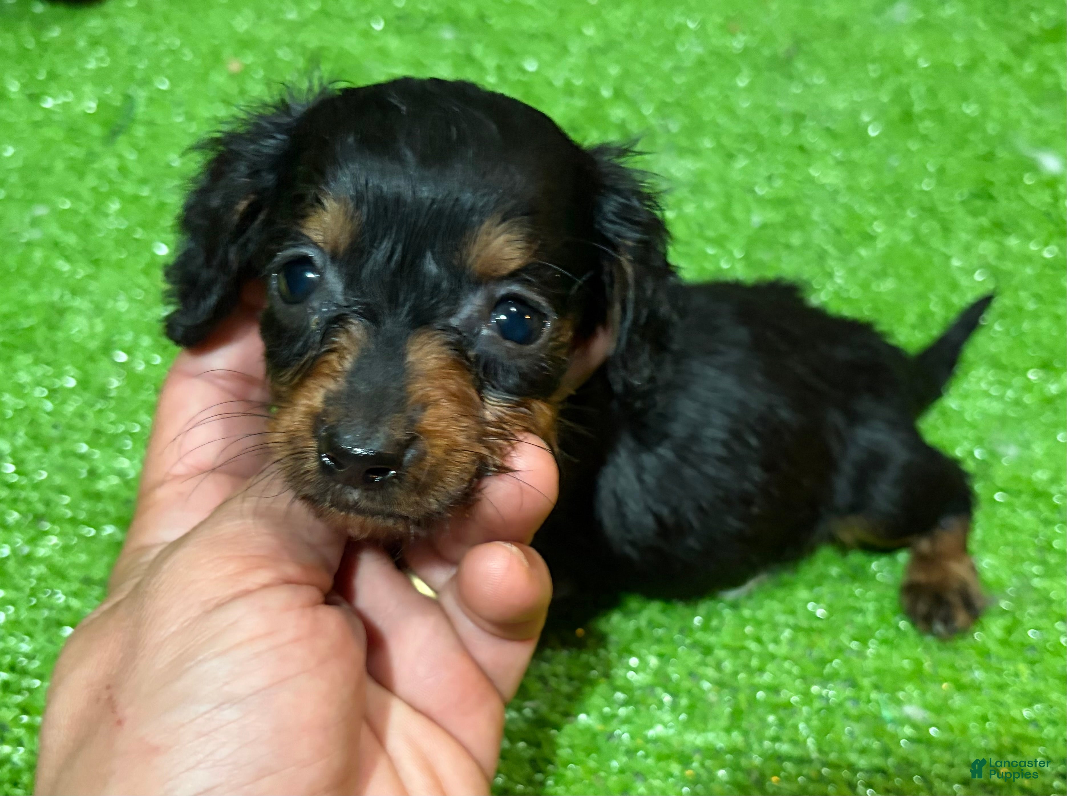 Miniature Dachshund dogs for sale: Uno - Ad 3