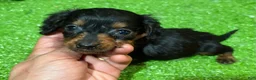 Miniature Dachshund dogs for sale: Uno - Ad 1