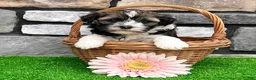 Havanese dogs for sale: Nicki - Ad 7