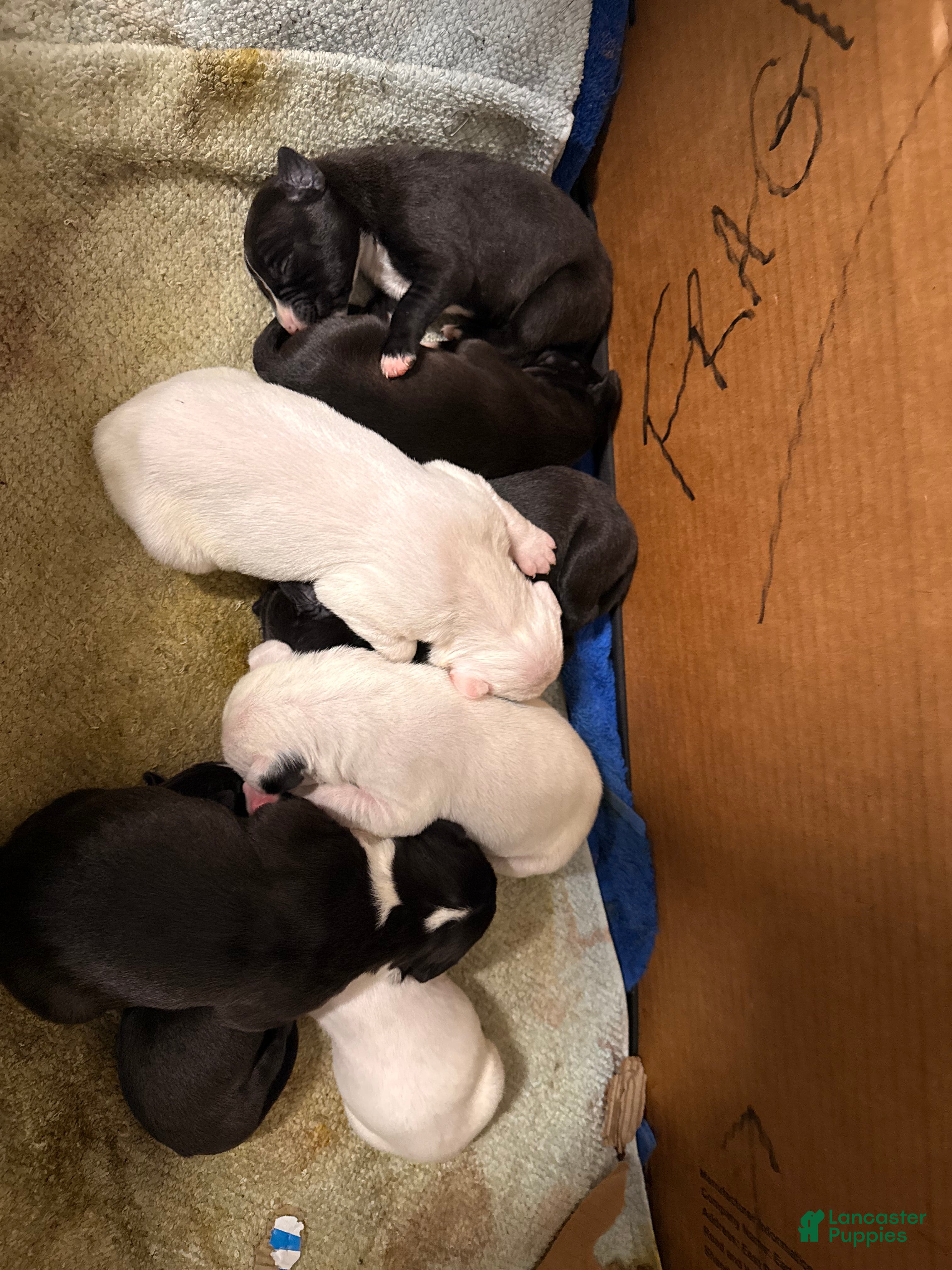 Mixed Breed dogs Mixed Breed Puppy 5 - Ad 23
