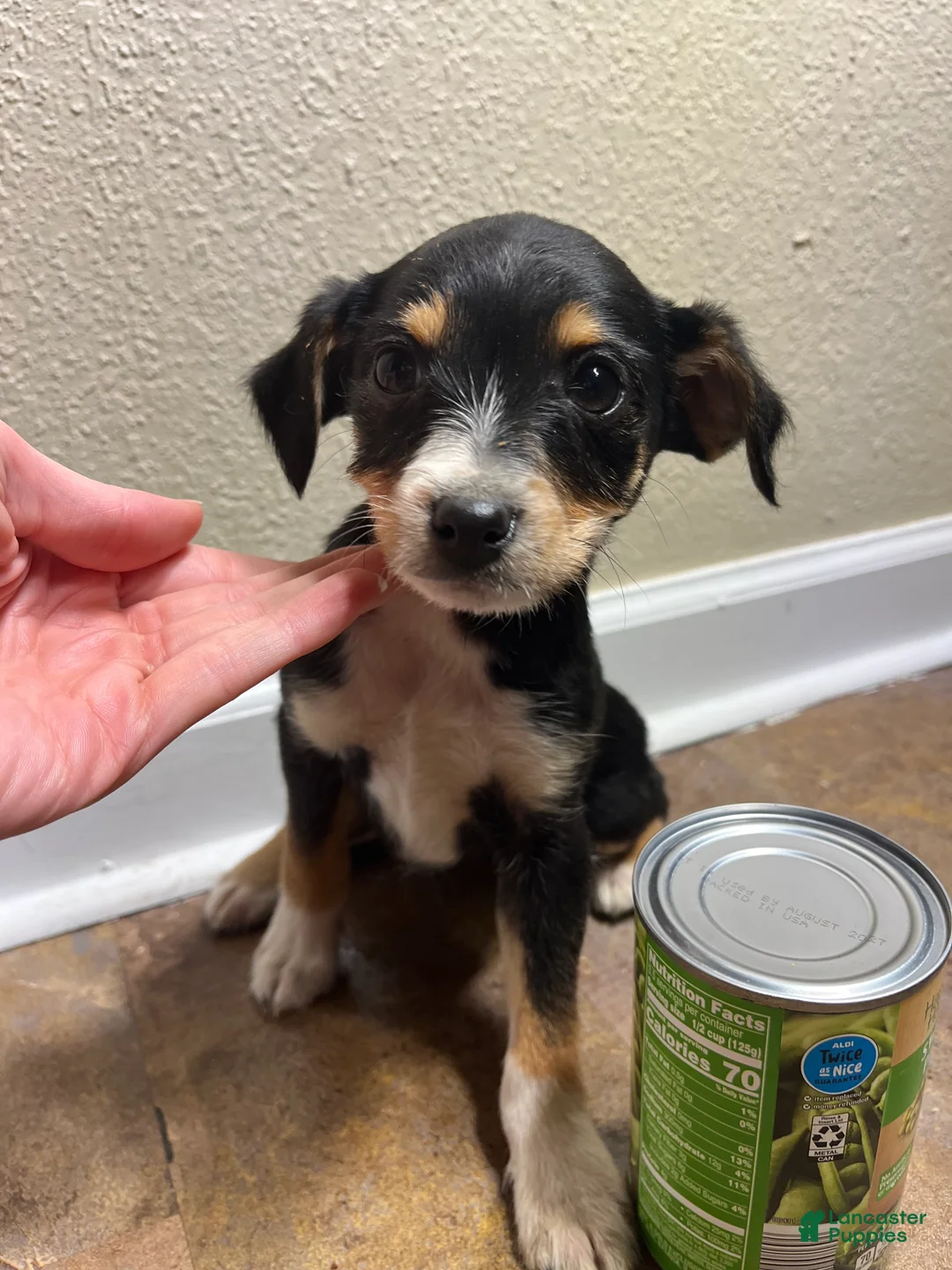 Mixed Breed dogs for sale: Ella - Ad 2