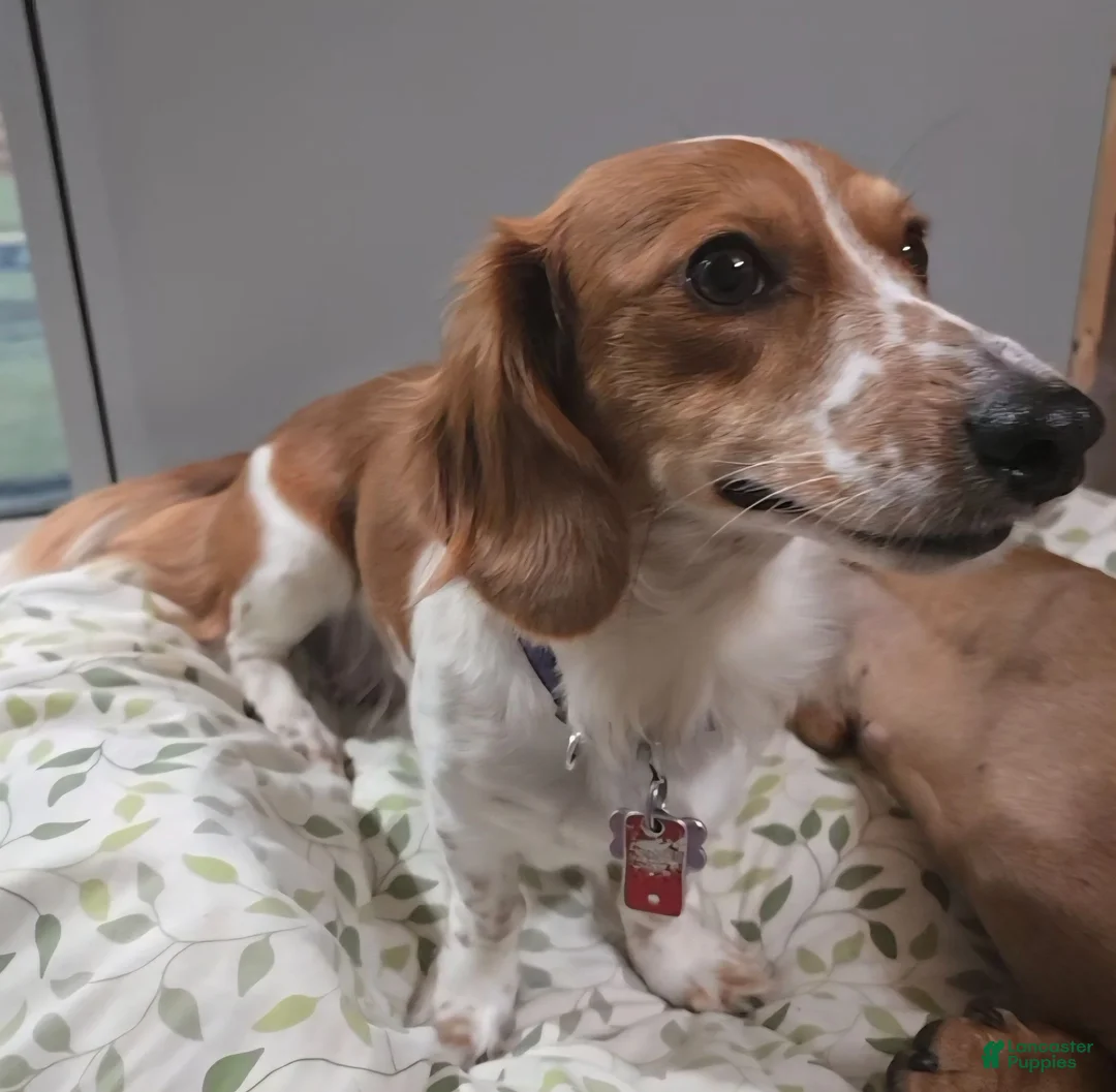 Miniature Dachshund dogs for sale: Cinnamon - Ad 5