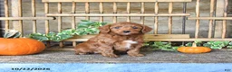 Mini Goldendoodle dogs for sale: Captian - Ad 2