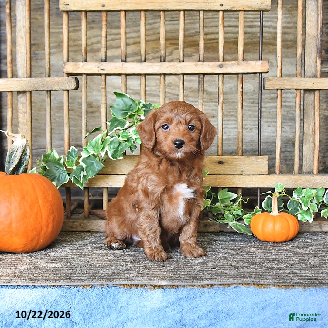 Mini Goldendoodle dogs for sale: Captian - Ad 2