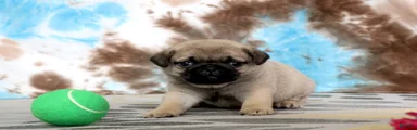 Carlos