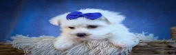 Maltese dogs for sale: Marley🐾 - Ad 18