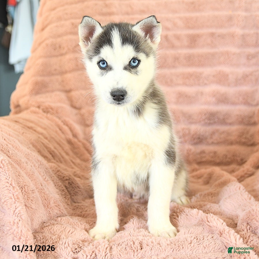 Siberian Husky dogs Radar - Ad 2