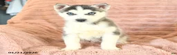 Siberian Husky dogs for sale: Radar - Ad 2