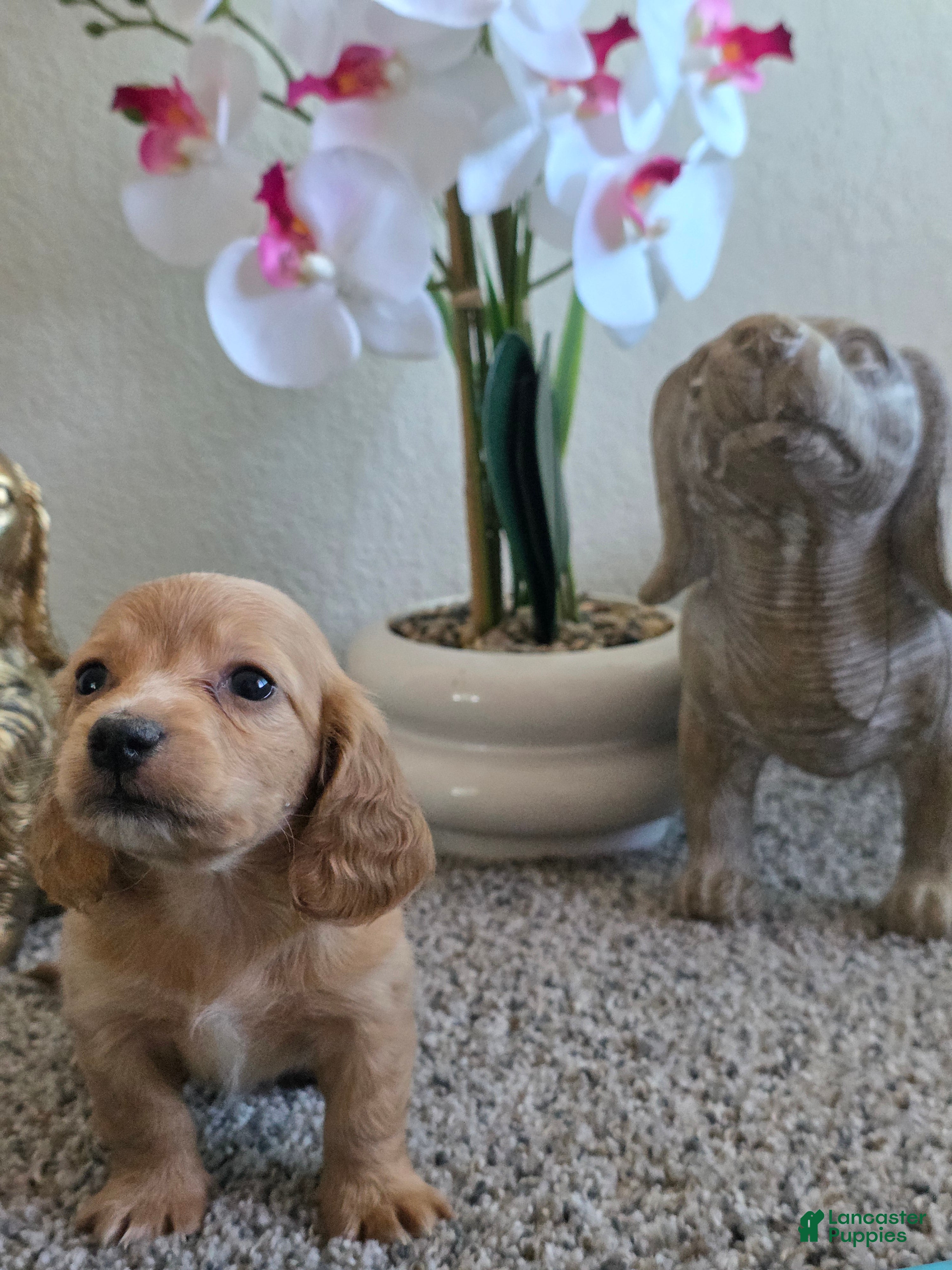 Miniature Dachshund dogs for sale: Bailey - Ad 1