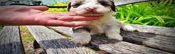 Havapoo dogs for sale: Sadie - Ad 6