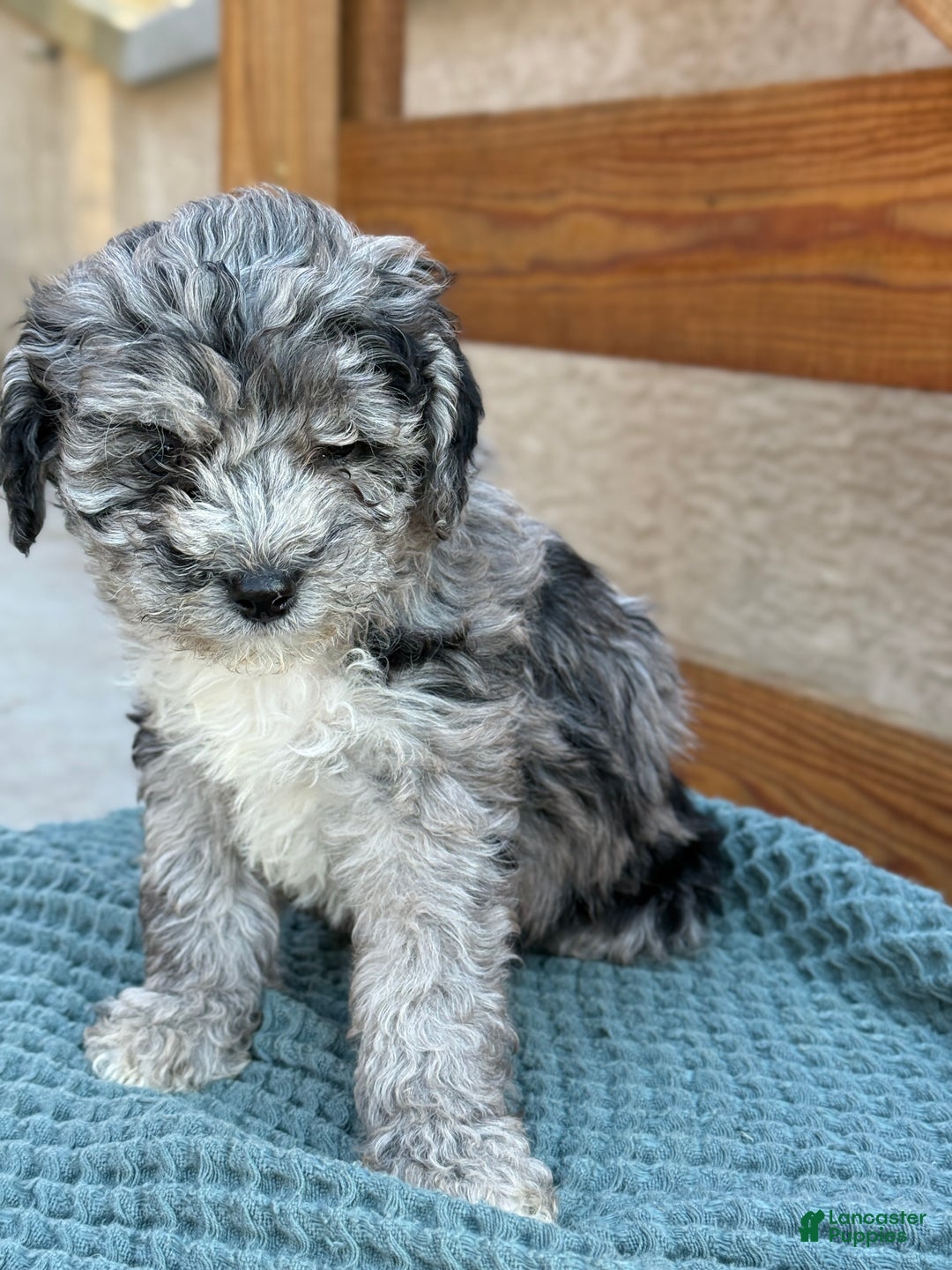 Bichpoo dogs for sale: Ashlee - Ad 12