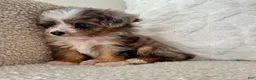 Mini Aussiedoodle dogs for sale: Kenny - Ad 2