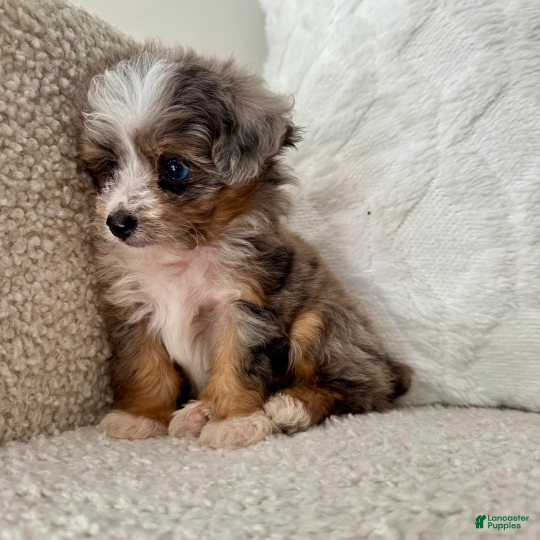 Mini Aussiedoodle dogs for sale: Kenny - Ad 2