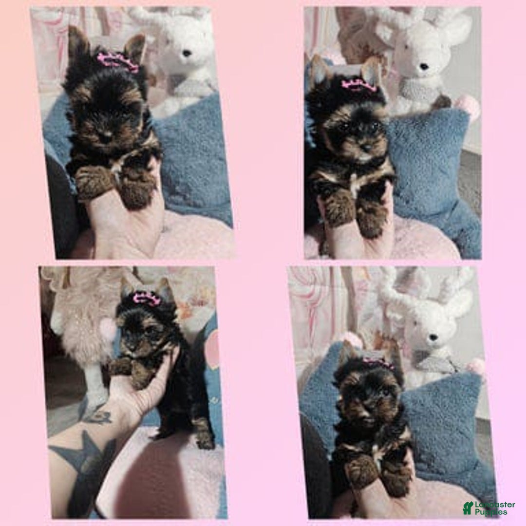 Yorkshire Terrier dogs for sale: Chanel - Ad 1