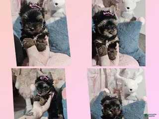 Yorkshire Terrier dogs Chanel - Ad 1