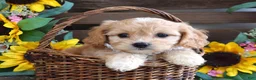 Cavachon dogs for sale: Tara - Ad 7