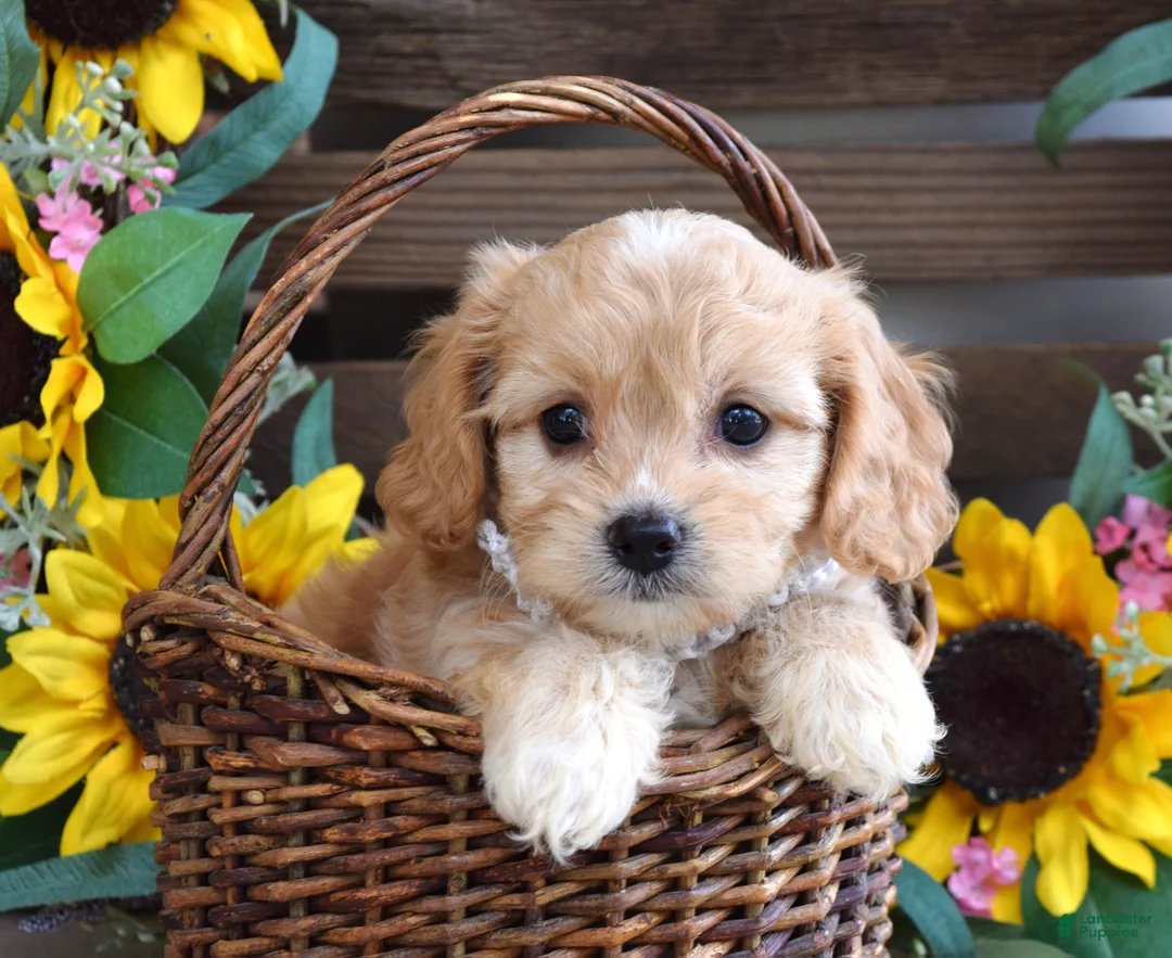 Cavachon dogs for sale: Tara - Ad 7