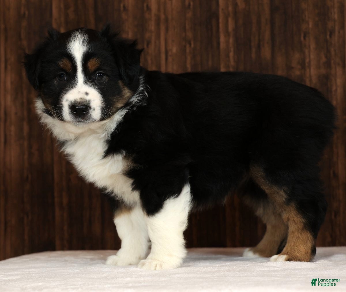 Miniature Australian Shepherd dogs Thunder - Ad 1