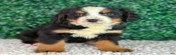 Bernese Mountain Dog dogs for sale: Nala  - Ad 3
