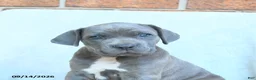 Cane Corso dogs for sale: Drake - Ad 4