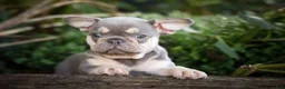 French Bulldog dogs for sale: 🐾 Meet Kingston — A Happy Little Frenchie with Plenty of Love to Give! 🐾 - Ad 6