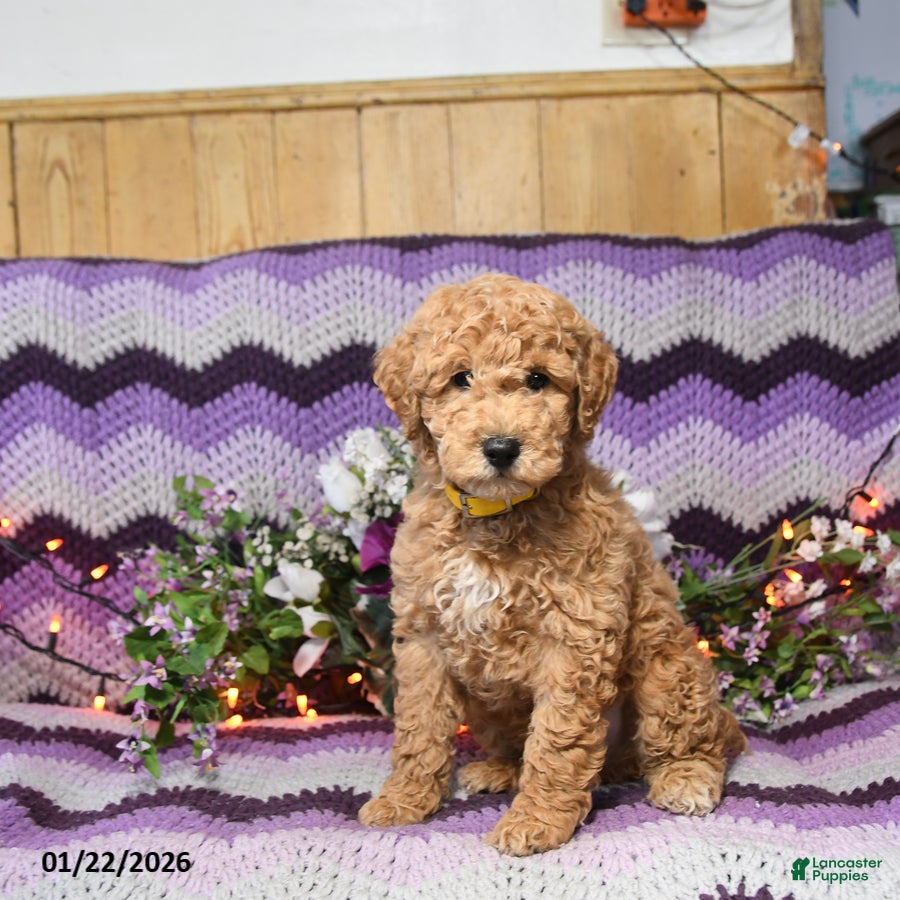 Mini Goldendoodle dogs Chesso - Ad 5