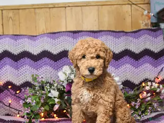 Mini Goldendoodle dogs Chesso - Ad 37