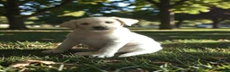 Labrador Retriever dogs for sale: Male 2 - Ad 1