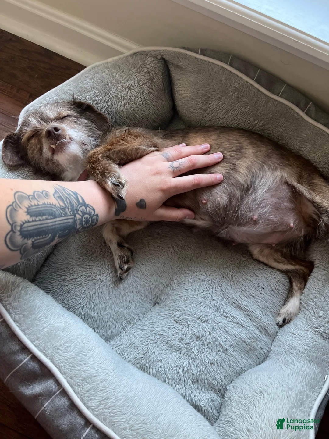 Mixed Breed dogs for sale: Gizmo - Ad 2